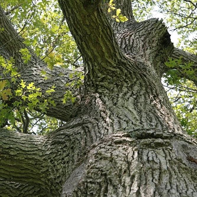 Quercus velutina ~ Black Oak-ServeScape