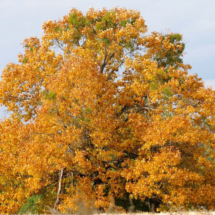Quercus velutina ~ Black Oak-ServeScape