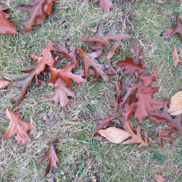 Quercus velutina ~ Black Oak-ServeScape