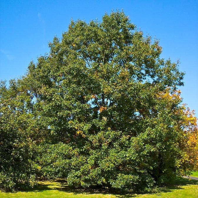 Quercus velutina ~ Black Oak-ServeScape