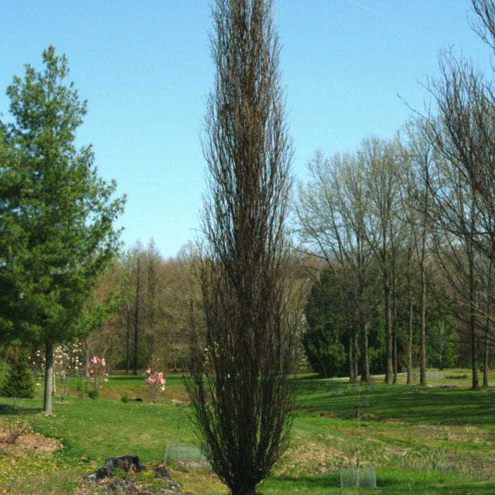 Quercus x warei 'Nadler' ~ Kindred Spirit® Oak-ServeScape