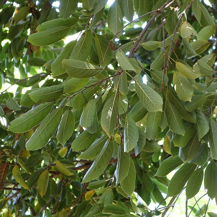 Quercus acuta ~ Japanese Evergreen Oak-ServeScape