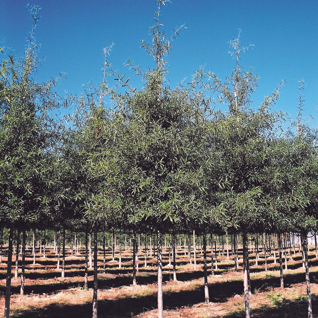Quercus phellos ‘QPMTF’ ~ Wynstar® Willow Oak-ServeScape