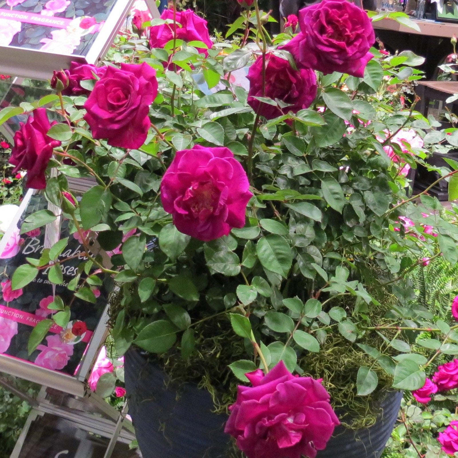 Rosa x 'GRAppl' ~ Echo® Brindabella™ Purple Prince Rose-ServeScape