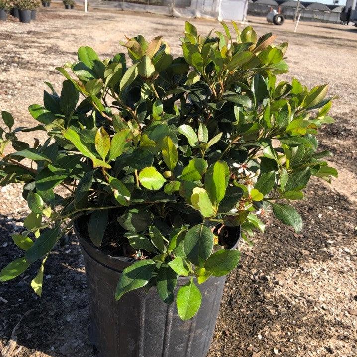 Rhaphiolepis indica 'Snow White' ~ Snow White Indian Hawthorn-ServeScape