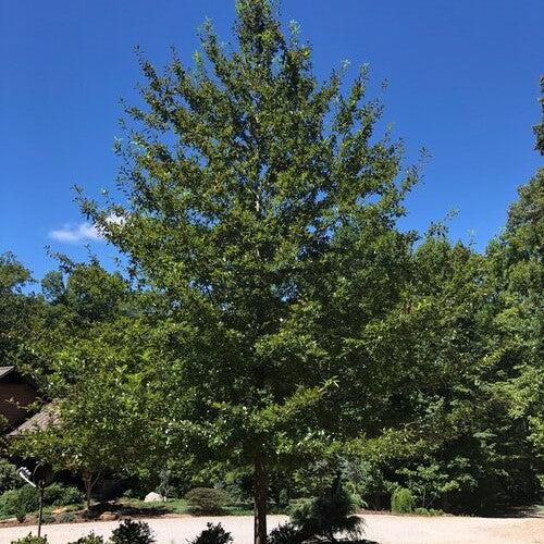 Nyssa sylvatica 'NSMTF’ ~ Red Splyndor™ Black Gum-ServeScape