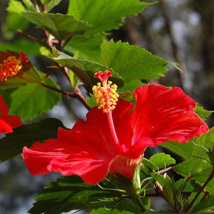 Hibiscus rosa-sinensis ~ Hibiscus Standard, Red-ServeScape