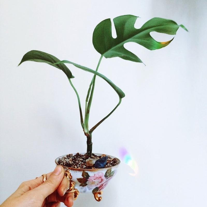 Rhaphidophora tetrasperma ~ Mini Monstra-ServeScape