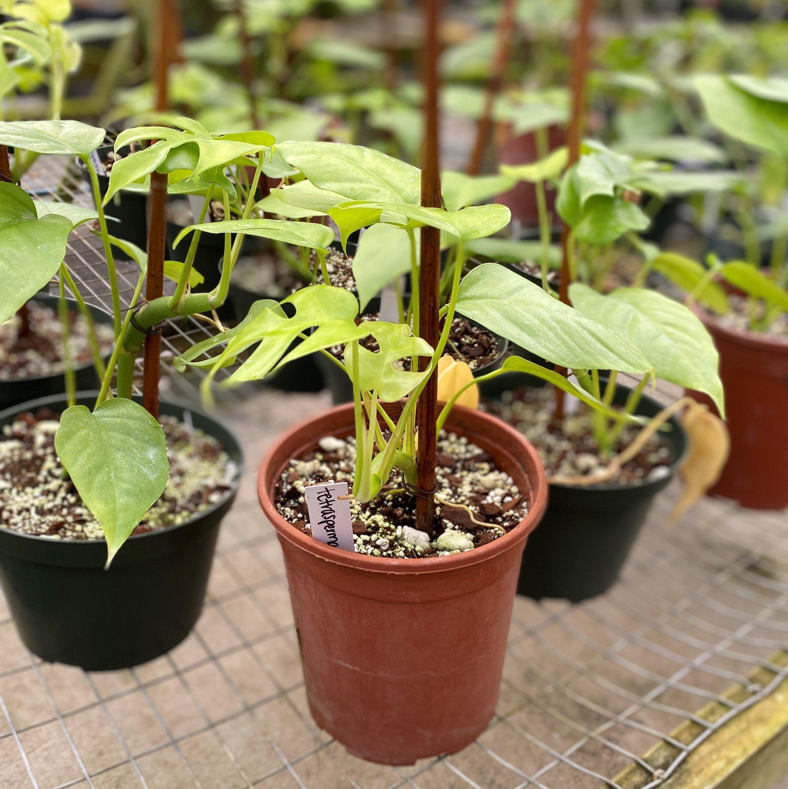 Rhaphidophora tetrasperma ~ Mini Monstra-ServeScape