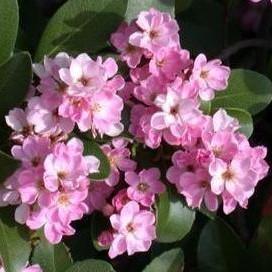 Rhaphiolepis indica 'Conda' ~ Rosalinda® Indian Hawthorne-ServeScape