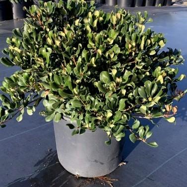 Rhaphiolepis indica 'Conor' ~ Eleanor Taber Indian Hawthorne-ServeScape