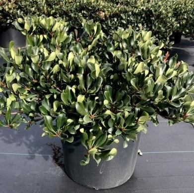 Rhaphiolepis indica 'Conor' ~ Eleanor Taber™ Indian Hawthorne-ServeScape