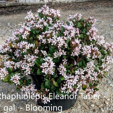 Rhaphiolepis indica 'Conor' ~ Eleanor Taber Indian Hawthorne - Delivered By ServeScape