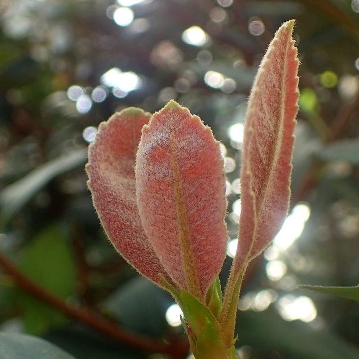 Rhaphiolepis indica 'Pink Lady' ~ Pink Lady Indian Hawthorn-ServeScape
