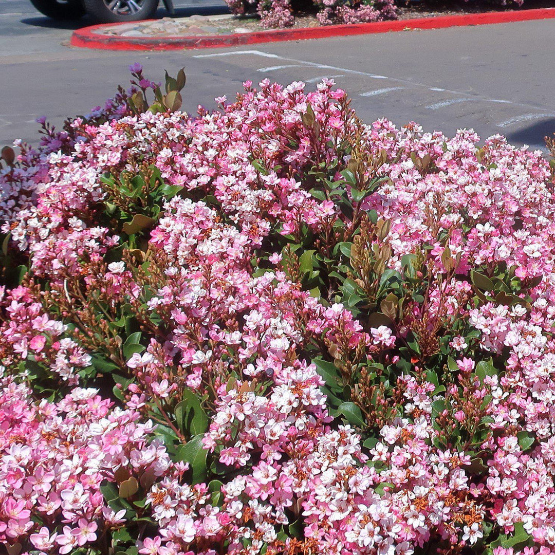 Rhaphiolepis indica 'Pink Lady' ~ Pink Lady Indian Hawthorn-ServeScape