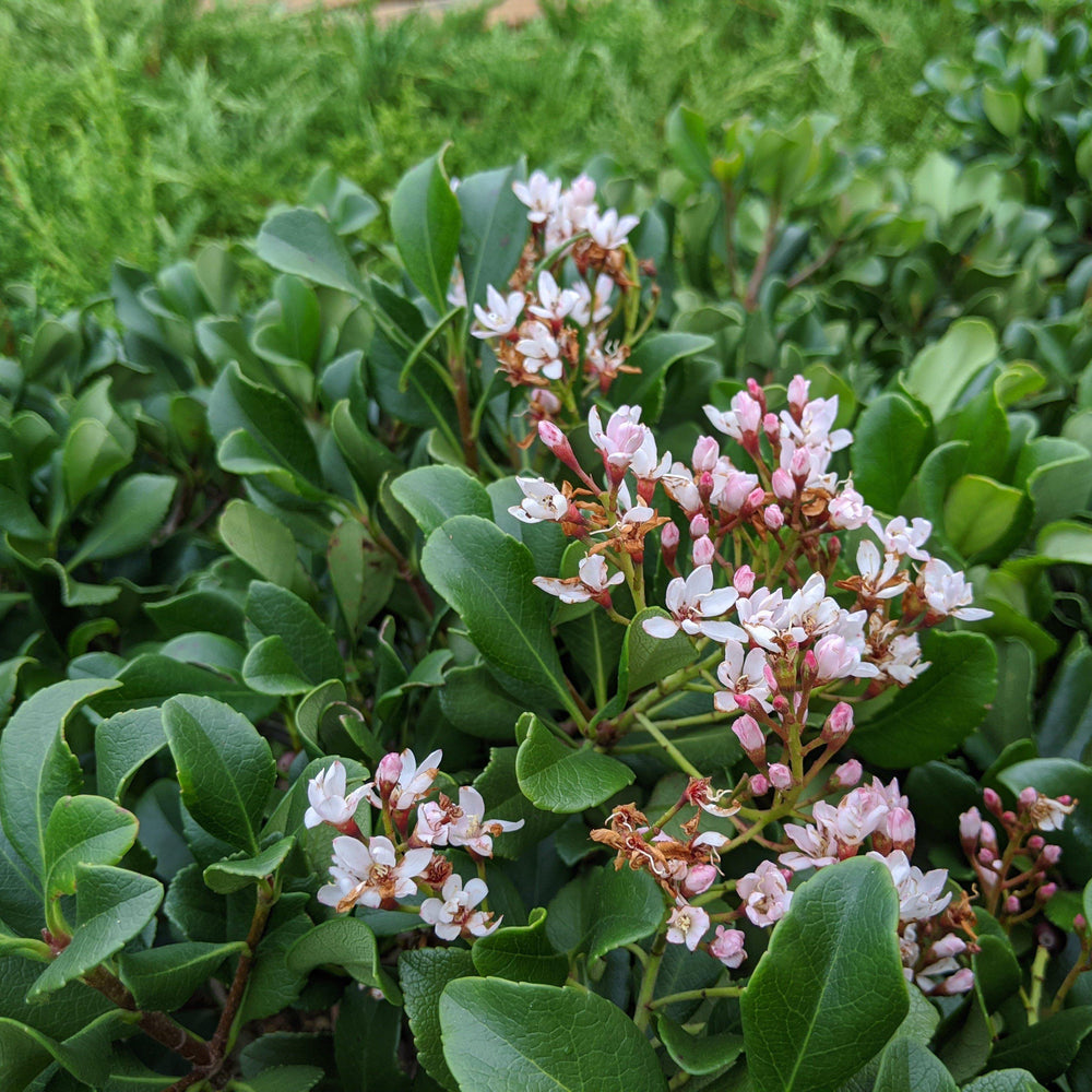 Rhaphiolepis indica 'Snow White' ~ Snow White Indian Hawthorn-ServeScape