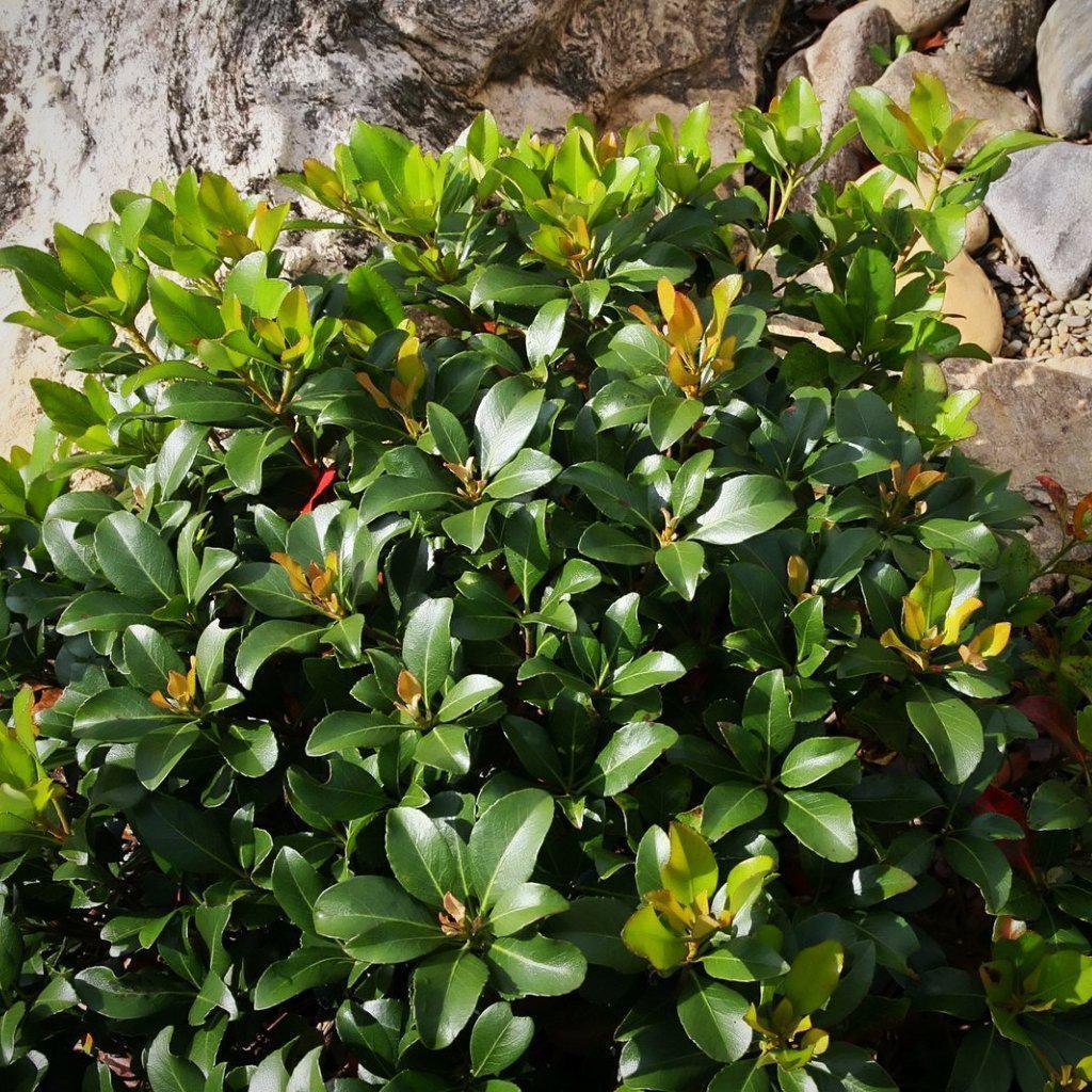 Rhaphiolepis indica 'Snow White' ~ Snow White Indian Hawthorn - Delivered By ServeScape