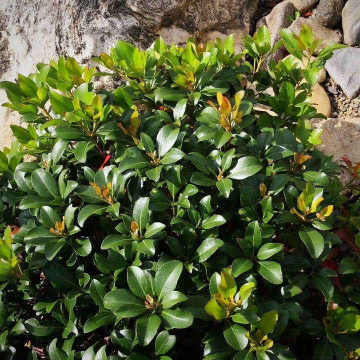 Rhaphiolepis indica 'Snow White' ~ Snow White Indian Hawthorn - Delivered By ServeScape