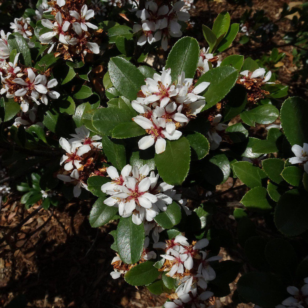 Rhaphiolepis umbellata 'Minor' ~ Dwarf Yeddo Hawthorn - Delivered By ServeScape