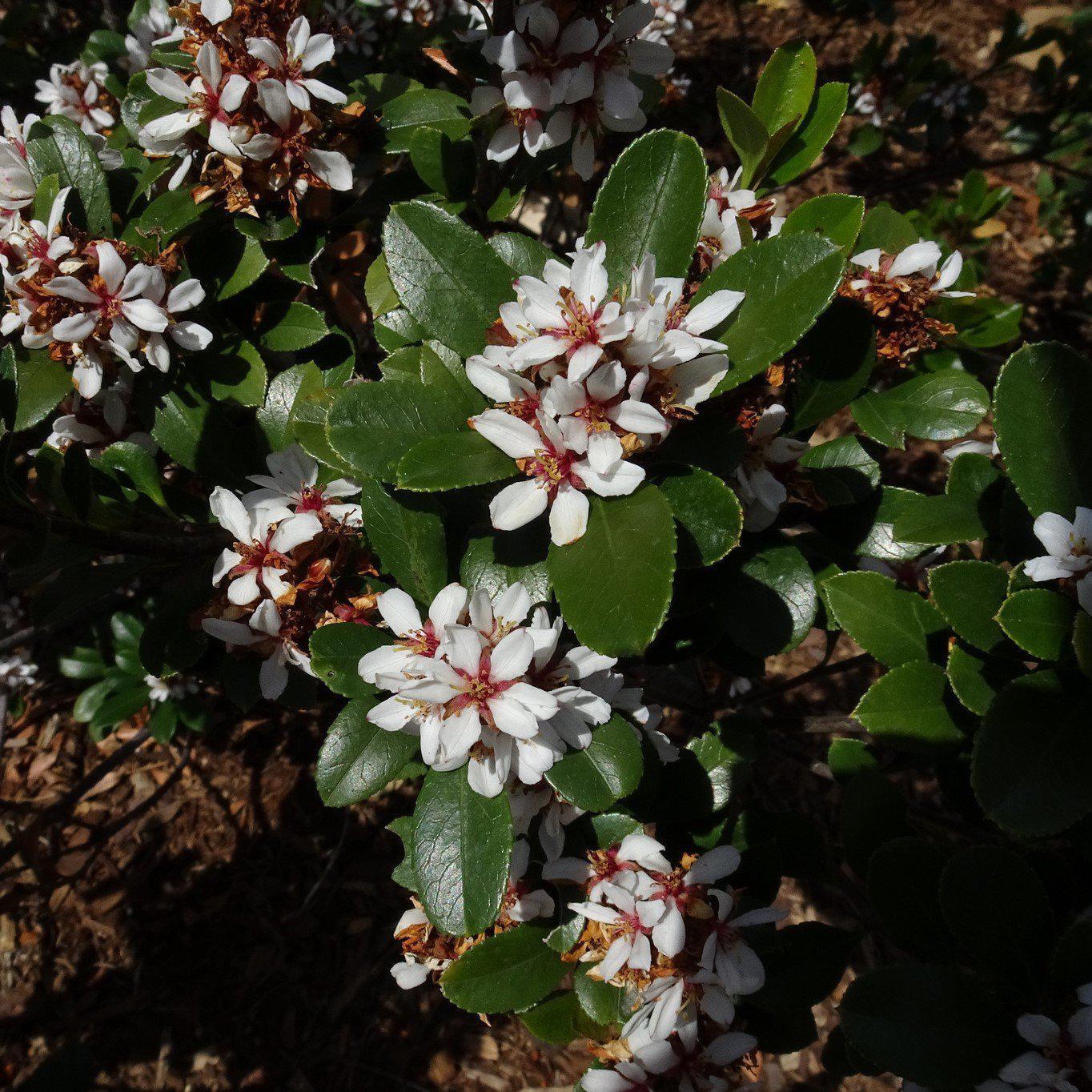 Rhaphiolepis umbellata 'Minor' ~ Dwarf Yeddo Hawthorn - Delivered By ServeScape