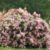 Rhaphiolepis x 'Montic' ~ Majestic Beauty® Indian Hawthorn-ServeScape
