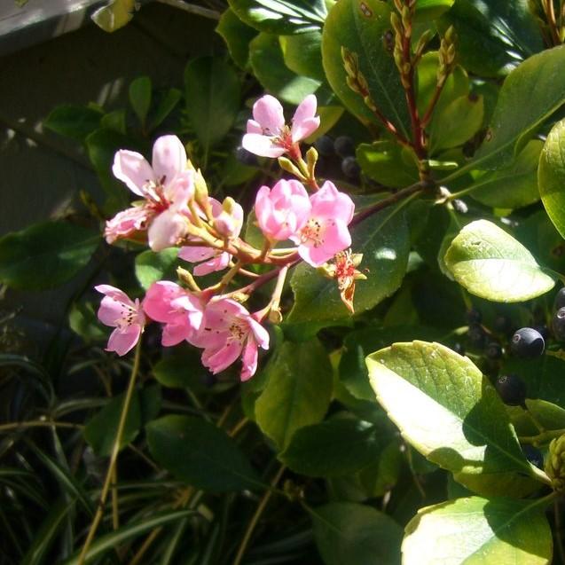 Rhaphiolepis x 'Montic' ~ Majestic Beauty® Indian Hawthorn-ServeScape
