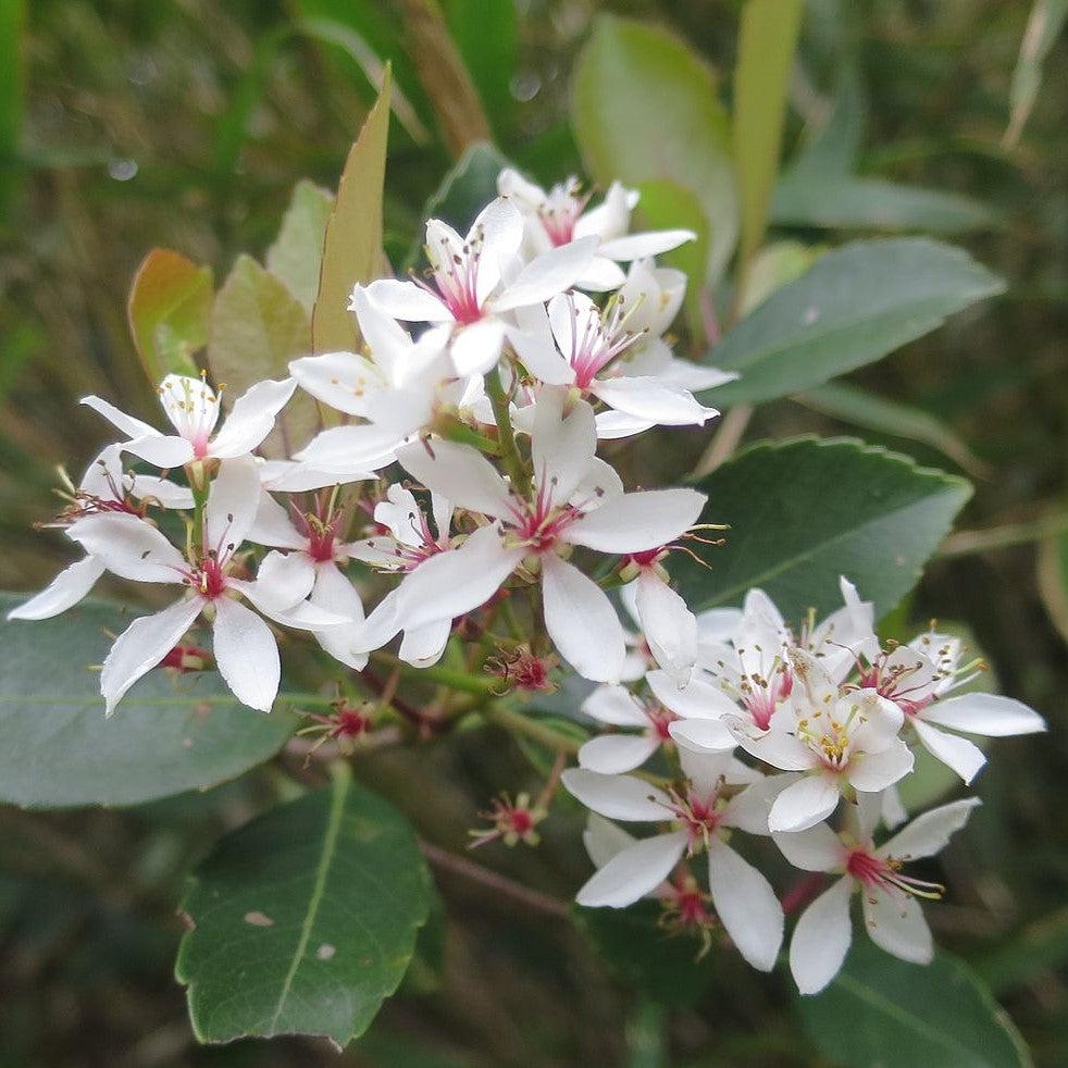Rhaphiolepis indica ~ Indian Hawthorn, White-ServeScape