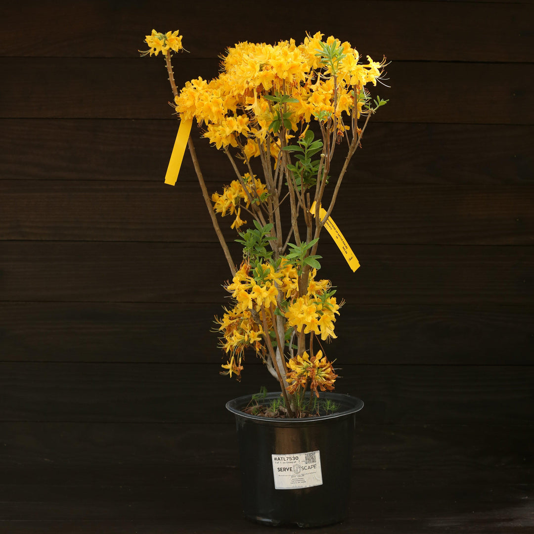 Rhododendron 'Aromi Sunrise' ~ Aromi Sunrise Native Azalea-ServeScape