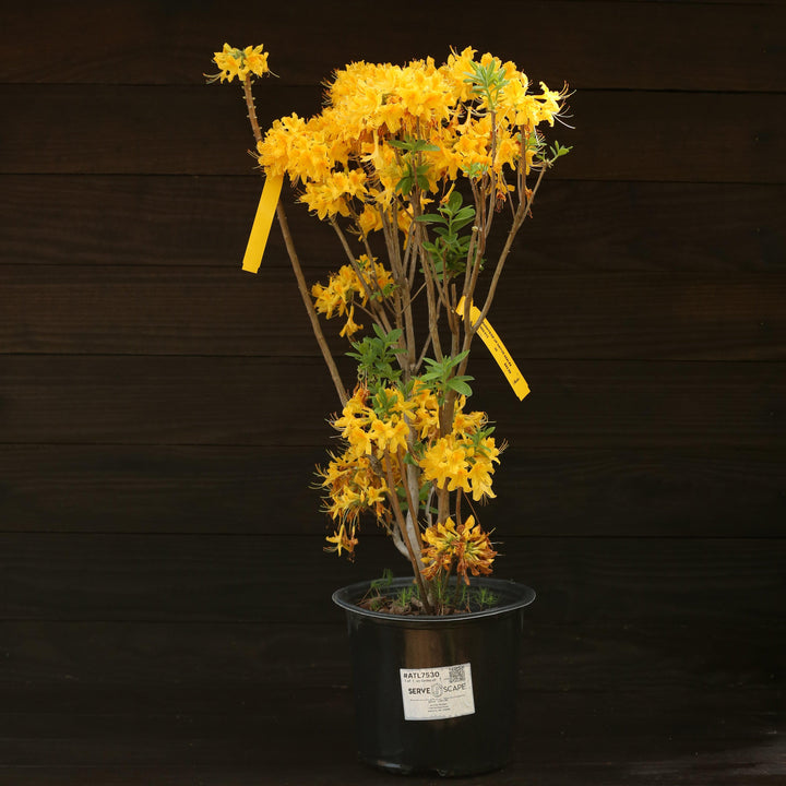 Rhododendron 'Aromi Sunrise' ~ Aromi Sunrise Native Azalea-ServeScape