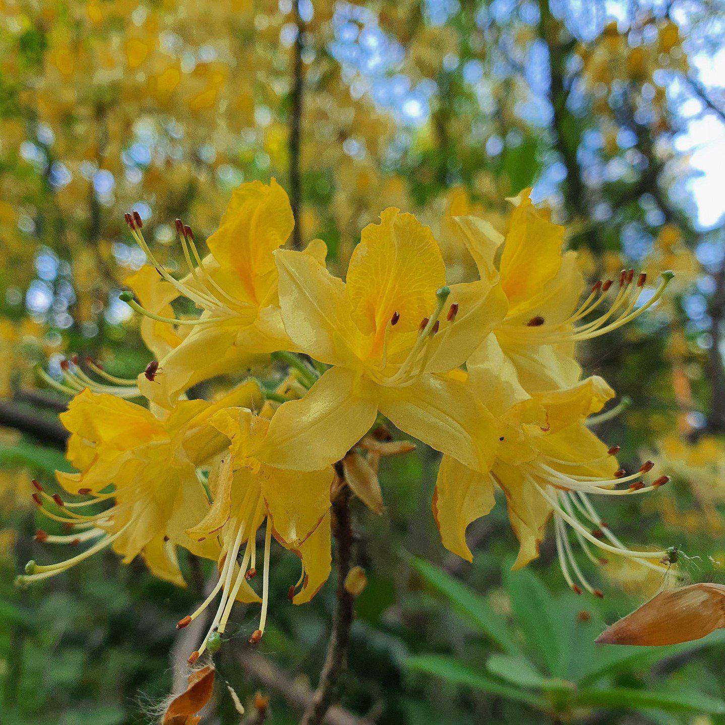 Rhododendron 'Admiral Semmes' ~ Admiral Semmes Rhododendron - Delivered By ServeScape