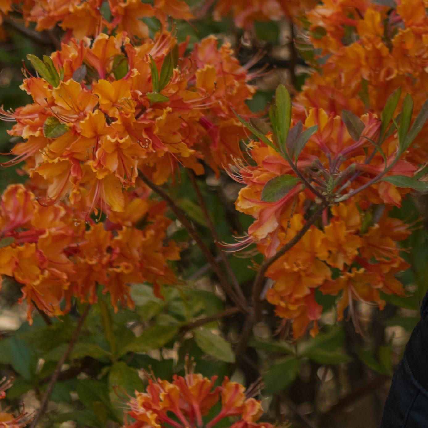 Rhododendron 'Don's Varigated' ~ Don's Varigated Rhododendron - Delivered By ServeScape