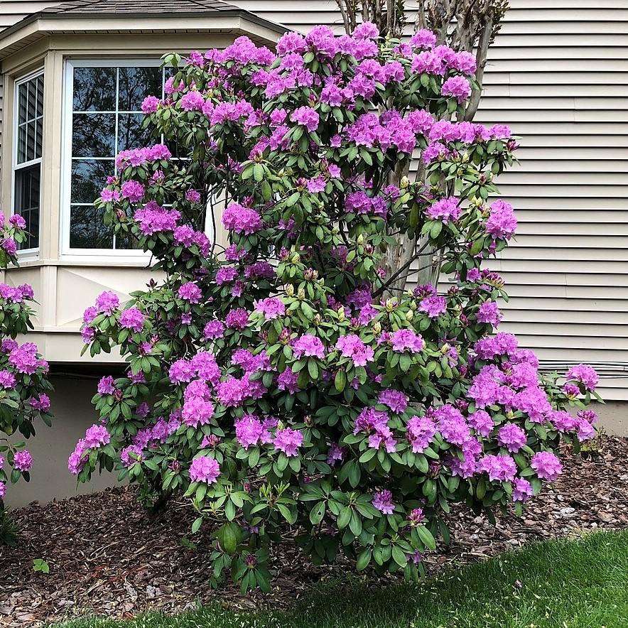Rhododendron 'English Roseum' ~ English Roseum Azalea-ServeScape