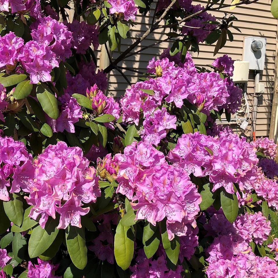 Rhododendron 'English Roseum' ~ English Roseum Azalea-ServeScape