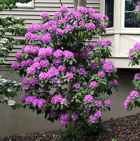 Rhododendron 'English Roseum' ~ English Roseum Azalea-ServeScape