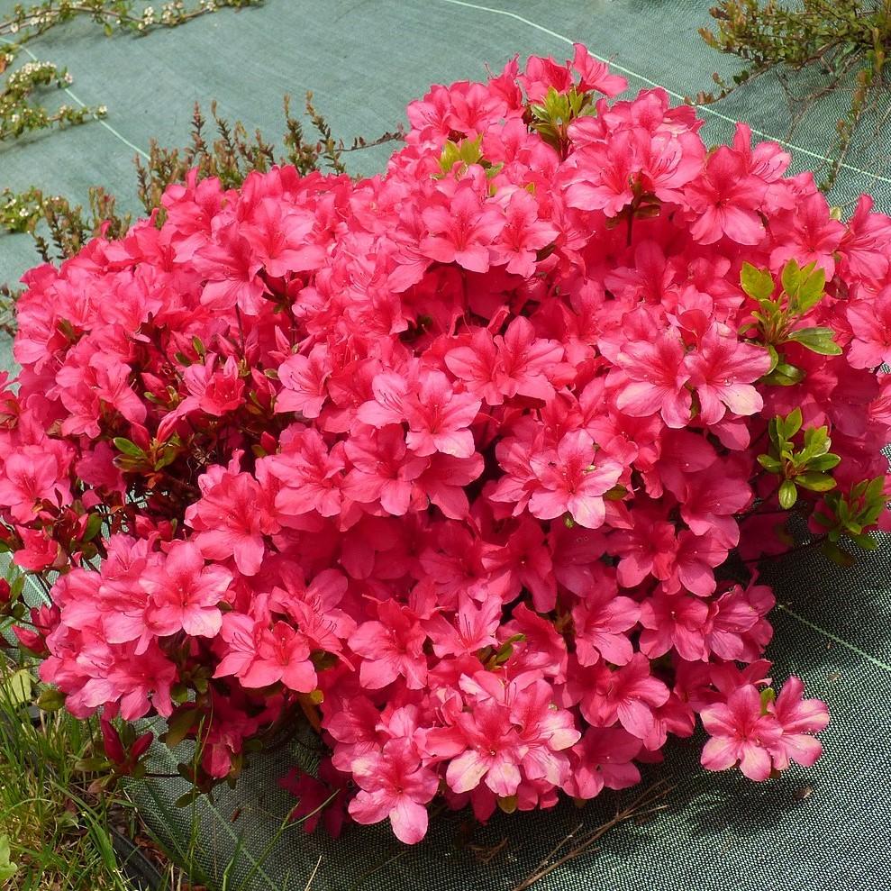 Rhododendron 'Flame Creeper' ~ 'Flame Creeper' Azalea-ServeScape
