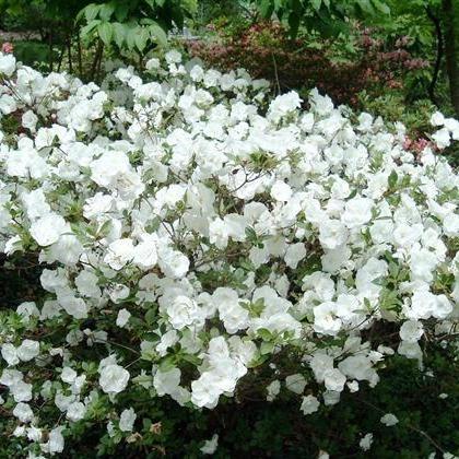 Rhododendron ‘Hardy Gardenia ~ 'Hardy Gardenia' Azalea - Delivered By ServeScape