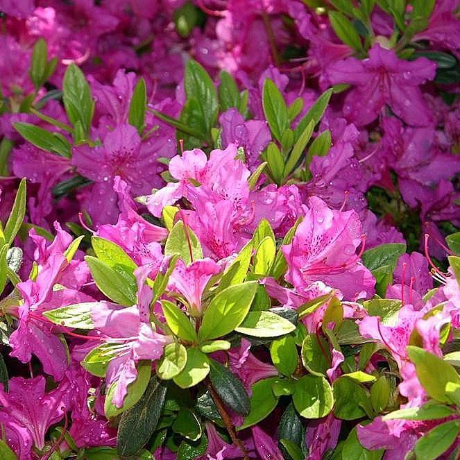 Azalea indica 'Karen' ~ Karen Azalea - Delivered By ServeScape