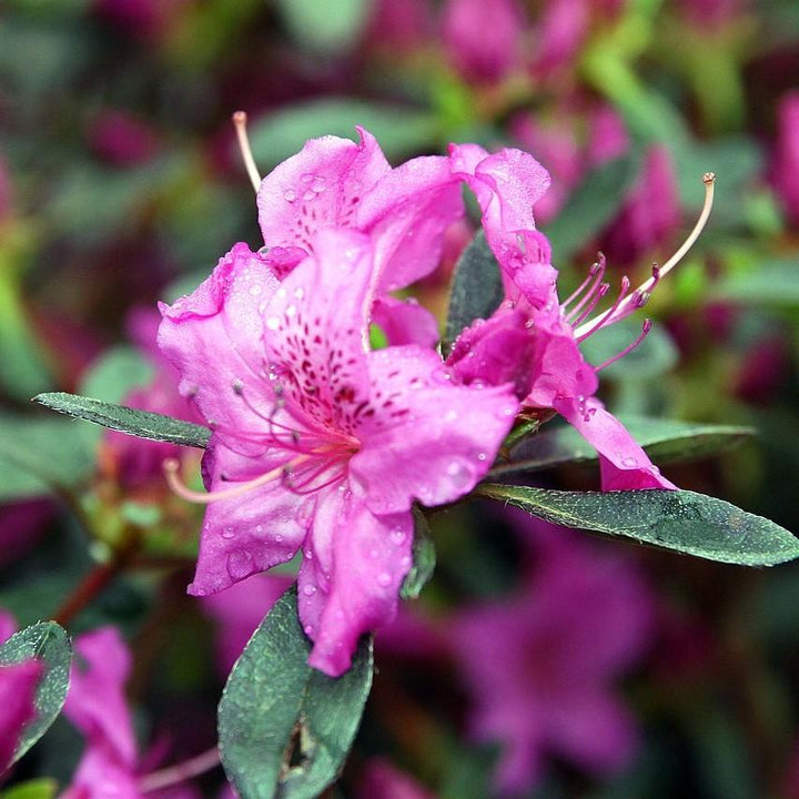 Rhododendron 'Karen' ~ Karen Azalea-ServeScape