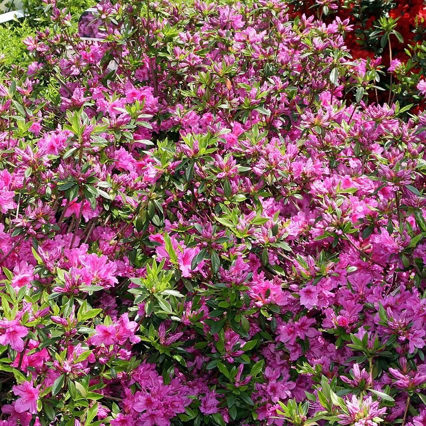 Rhododendron 'Karen' ~ Karen Azalea-ServeScape
