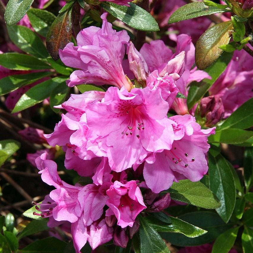 Rhododendron 'Karen' ~ Karen Azalea-ServeScape