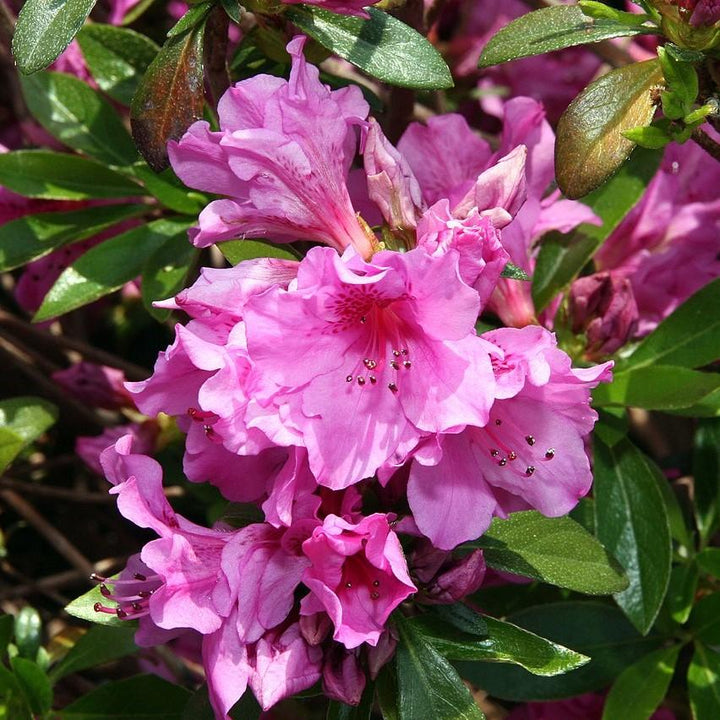 Rhododendron 'Karen' ~ Karen Azalea-ServeScape