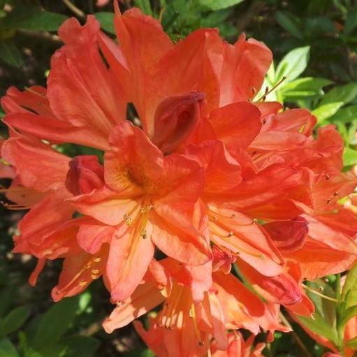 Rhododendron 'Mandarin Lights' ~ Mandarin Lights Azalea-ServeScape