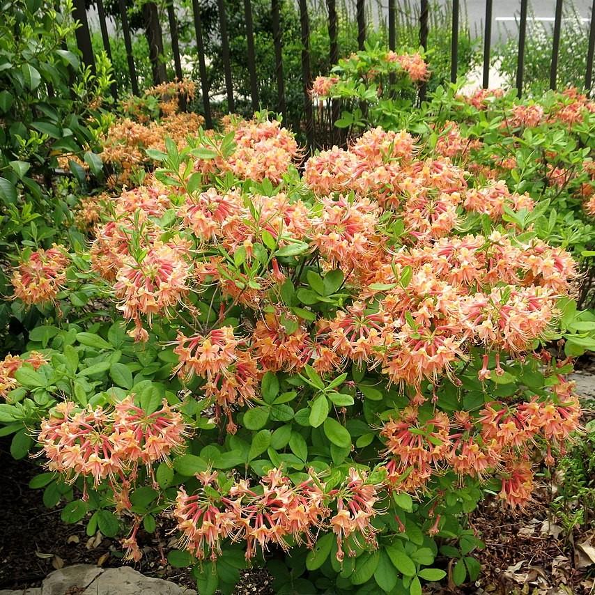 Rhododendron 'My Mary' ~ My Mary Rhododendron-ServeScape