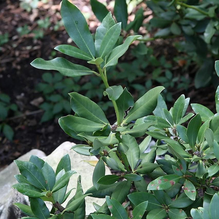 Rhododendron 'Nova Zembla' ~ Nova Zembla Azalea-ServeScape