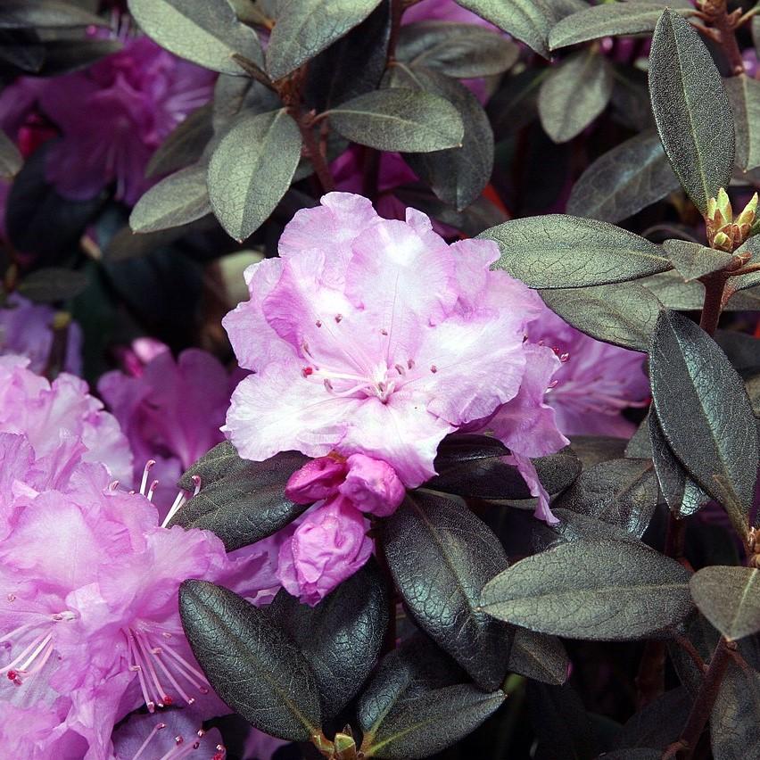Rhododendron 'P.J.M' ~ P.J.M Azalea-ServeScape