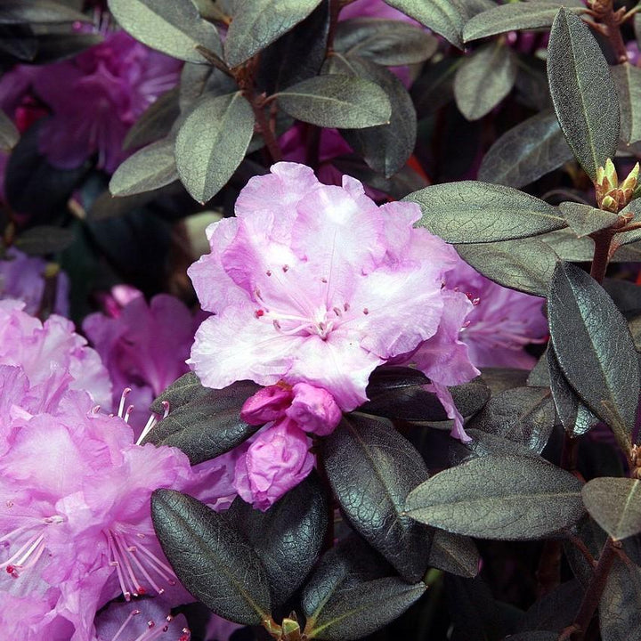 Rhododendron 'P.J.M' ~ P.J.M Azalea-ServeScape