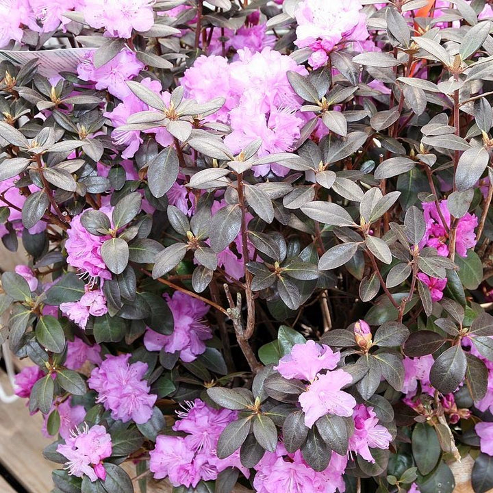 Rhododendron 'P.J.M' ~ P.J.M Azalea-ServeScape