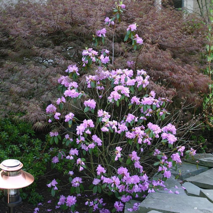 Rhododendron 'P.J.M' ~ P.J.M Azalea-ServeScape