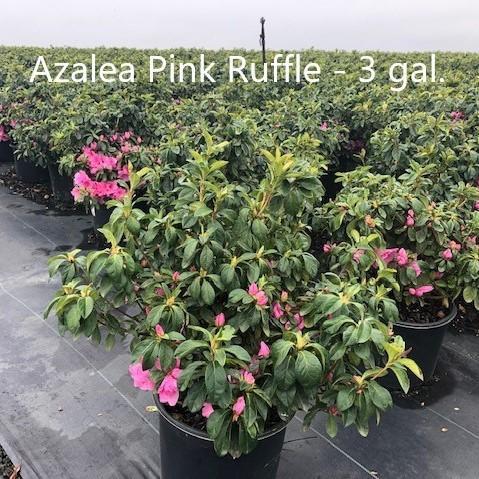 Rhododendron ‘Pink Ruffle’ ~ ‘Pink Ruffle’ Azalea - Delivered By ServeScape