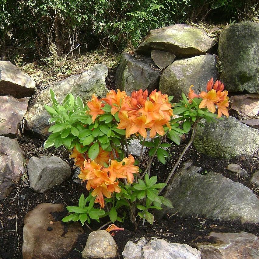 Rhododendron ‘QbackA’ PP27082 ~ Azalea Sunbow® Solar Glow-ServeScape